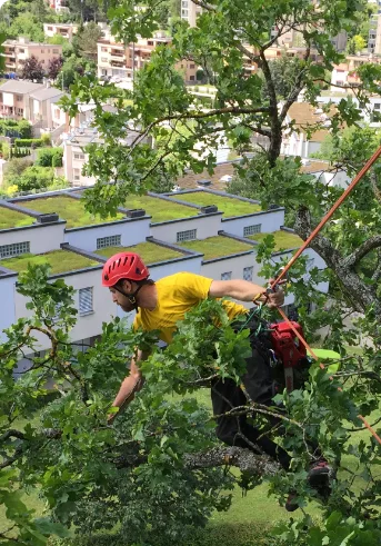 Jonathan Grosrenaud en intervention d'élagage en cime d'arbre — ArbOpro