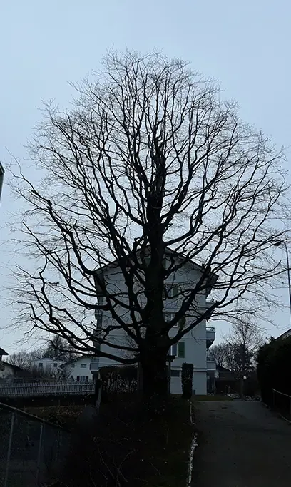 Dégagement de façade sans mutilation de l'arbre