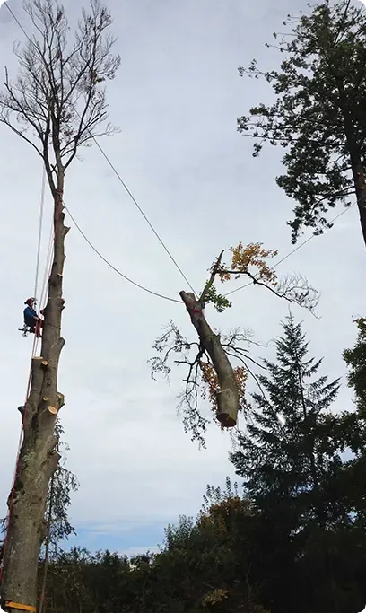 Démontage par technique de rétention contrôlée