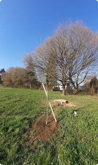 Plantation et enracinement soigné