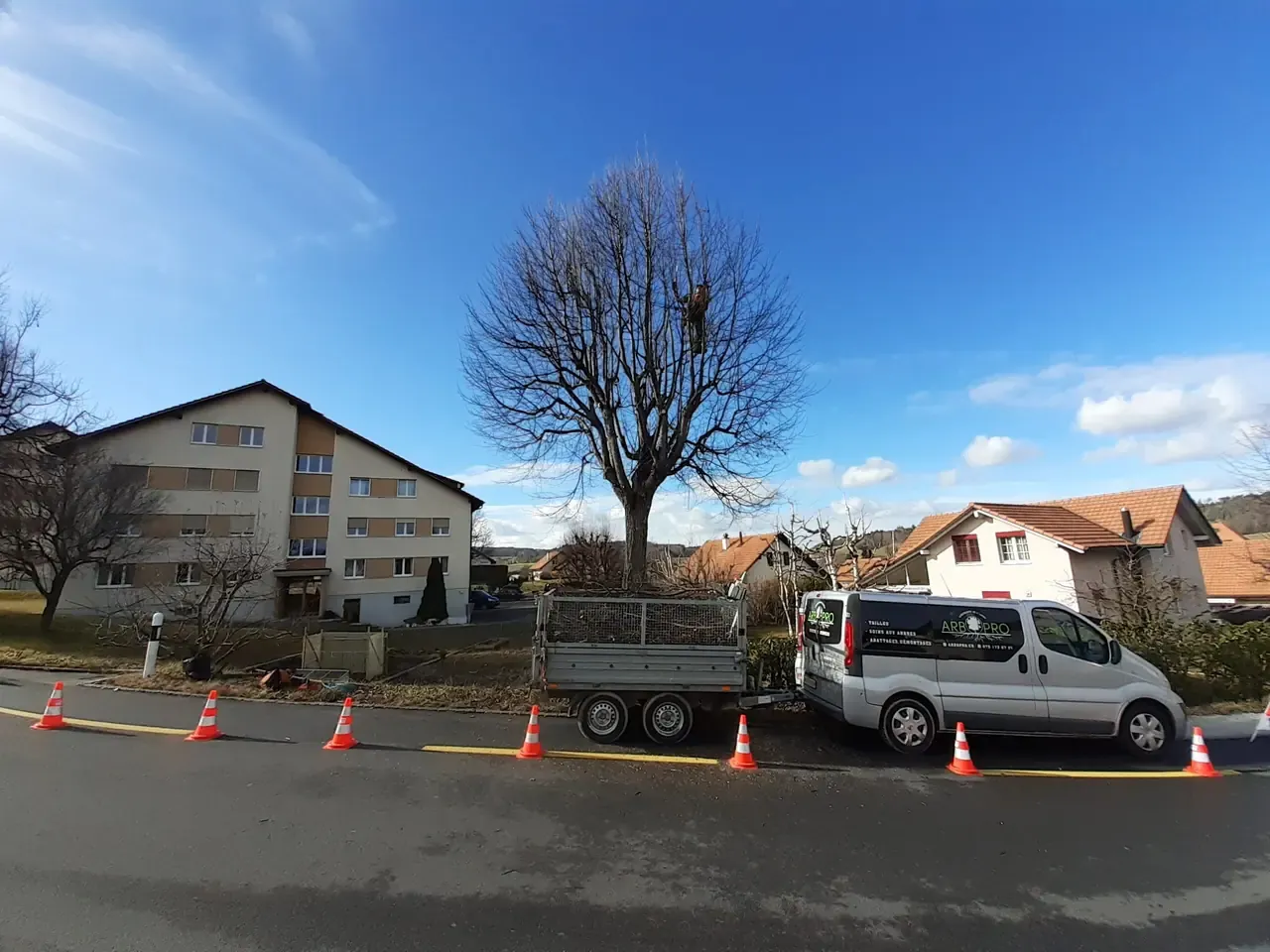 Taille de formation sur jeune arbre