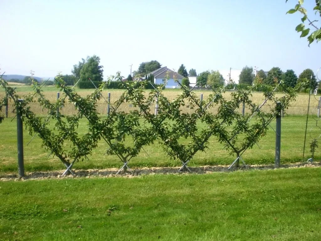 Taille d'arbre fruitier 1