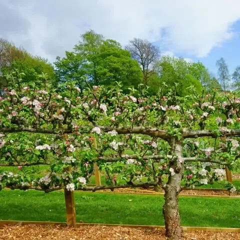 Taille d'arbre fruitier 2