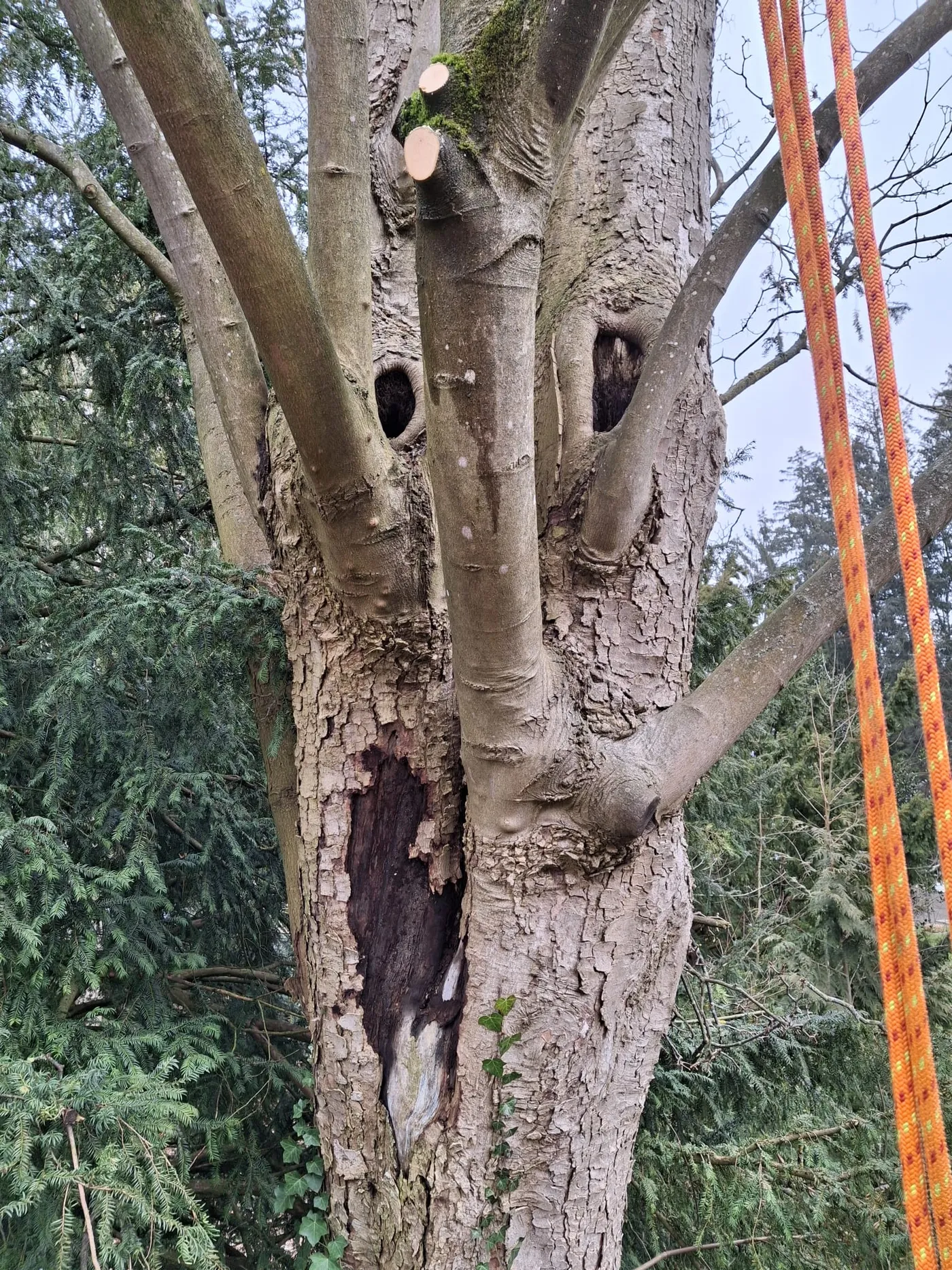 Diagnostic phytosanitaire VTA de l'arbre